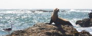 Wallpapers » Animals