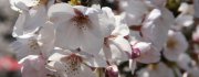 CherryBlossoms