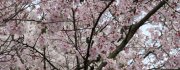 CherryBlossoms2