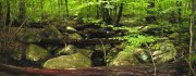 Forest2