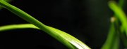 Greenish