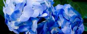 Hydrangea