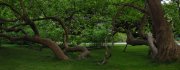 InnsbruckTree
