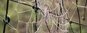MorningDewOnSpiderWeb