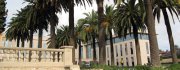PalmTrees