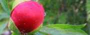 RoseBud
