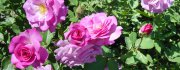 Roses2